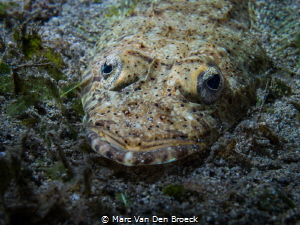 bigeyes by Marc Van Den Broeck 